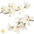 naklejki-na-sciane-magnolie-biale-50x100.webp