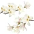 naklejki-na-sciane-magnolie-biale-50x100.webp