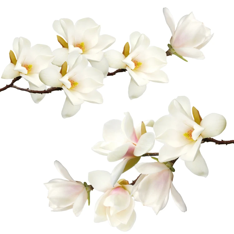 naklejki-na-sciane-magnolie-biale-50x100.webp