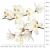 duze-naklejki-na-sciane-magnolie-100x100.webp